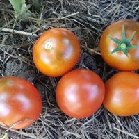 Dwarf Kangaroo Paw Brown